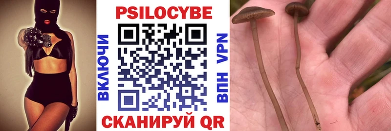 наркотики  Заринск  Псилоцибиновые грибы Psilocybe 